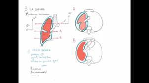 anatomie-poumon-ped-pulm - P4