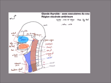 UE 24 - EC1  Thyroides et axes vasculaires - P1