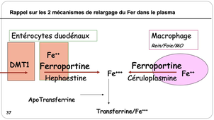 L.AS 3 - UE 64 - Hématologie - Métabolisme du fer