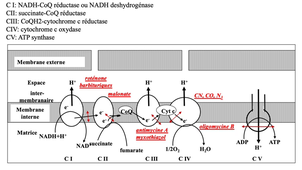 PASS - Semestre 2 - UE 23 - Biochimie et Biologie moléculaire - Chaîne respiratoire mitrochondriale