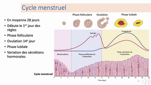2.2 physiologie reproduction - p3