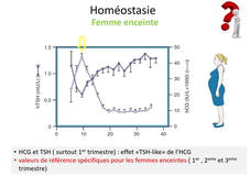 2.2 systeme endocrinien