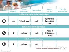 IFSI - 2.7- comparaison cellules