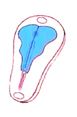L.AS SpS - UE 24 - EC3 : Biologie de la reproduction et Embryologie - 4ème semaine : vidéo annexe n°1