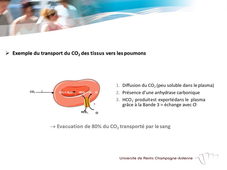 UE.2.1 - Biologie Fondamentale 4