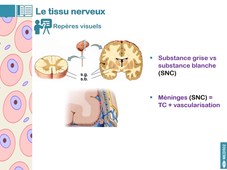 MED502_Histologie du système nerveux_video01 introduction