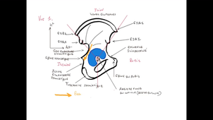 UE24 EC2_Os iliaque - Sacrum - Fémur - P5