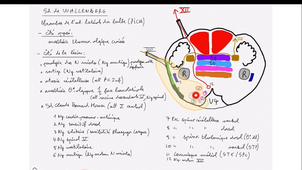 neuroanat-coupes-du-tronc-labrousse-dfgsm3