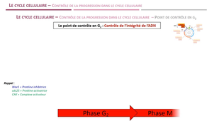 LAS - Module 9 - Séq 4