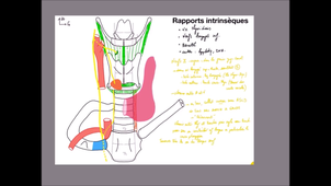 IFSI-Thyroide-rapports-vascu