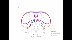 UE24 EC2_Appareil urinaire extra-pelvien - P3