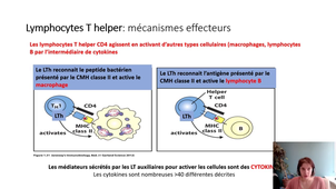 2.10 S1 Infectiologie Hygiène IMMUNO PARTIE 4