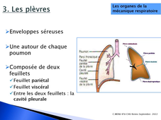 2.2 Anatomie appareil respiratoire 3