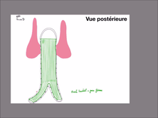 anatomie - thyroide