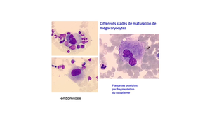 L.AS 3 - UE 64 - Hématologie - Aspects généraux sur l'hématopoïèse