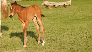 The horse