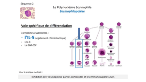 DFGSM2 - MED0304 - Leucocytes - Le polynucléaire éosinophile