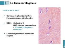 L.AS UE13 - CM3 - Les tissus conjonctifs 2/3