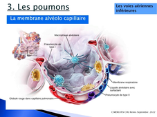 2.2 Anatomie appareil respiratoire 2