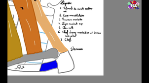 TSR - UE13 - Anatomie - Le cou, expliqué par Clément Riou - Partie 3