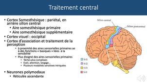 Somesthésie 04 FGSM3 Sonorisé moodle voies ascendantes et corticales