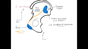 UE24 EC2_Bassin obstétrical - P3