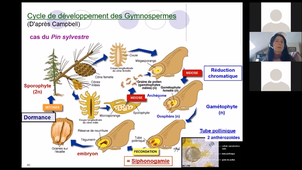 UE7EC2 - Pr. Voutquenne - CM2 - Biodiversité végétale - 1/1
