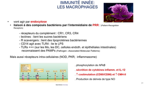 immunité des muqueuses