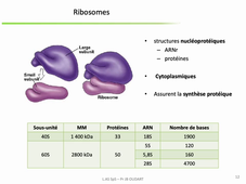PASS / L.AS - Semestre 2 - UE 21 - EC 3 : Bases de la Biologie Moléculaire - ARN et transcription (1ère partie)
