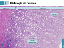 L.AS UE24EC2 Histologie de l'appareil génital féminin 2/3