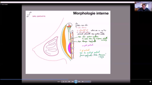 anatomie-mamm-axil