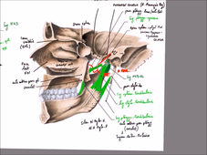 UE 24 - EC1  Mandibule et muscles masticateurs - P10