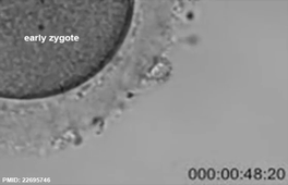 L.AS SpS - UE 24 - EC3 : Biologie de la reproduction et Embryologie - Fécondation humaine