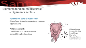 Séquence 1.3 - Approche biomécanique du genou