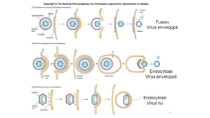 Cycle Viral