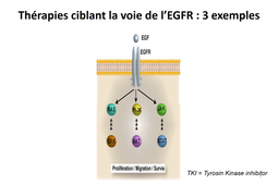DFGSM2 - MED0302 - Biomarqueurs moléculaires des cancers et thérapies ciblées - Voie de signalisation EGFR