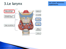 2.2 Anatomie appareil respiratoire 1