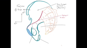 UE24 EC2_Os iliaque - Sacrum - Fémur - P9