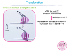 UE23 - Biologie moléculaire - Traduction ou synthèse protéique