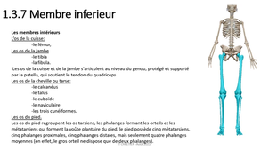2.2 Appareil locomoteur - système osseux partie 1