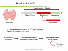 DFGSM2 - Semestre 1 - MED0302 - ASP : Anomalies de la synthèse et de la fonction des protéines et Pathologies 1.4