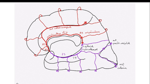 encephale-vascu-labrousse-dfgsm3