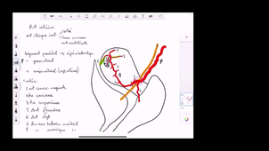 IFSI-genital-feminin-uterus