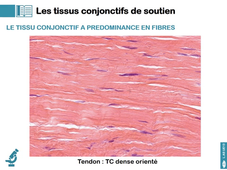L.AS UE13 - CM3 - Les tissus conjonctifs 1/3