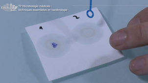 Vidéo 5 - Les tests biochimiques 2 - l'oxydase