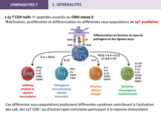 LYMPHOCYTES T 1 généralités