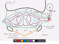 ANATOMIE-moelle-spinale-morpho-labrousse