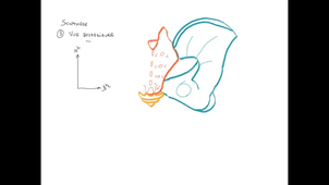 UE24 EC2_Os iliaque - Sacrum - Fémur - P10