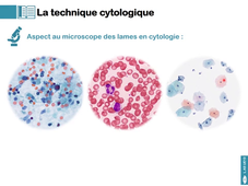 L.AS UE13 - CM1 - Définitions technique et microscopie 3