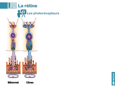 MED502_Histologie du système nerveux_video03 rétine